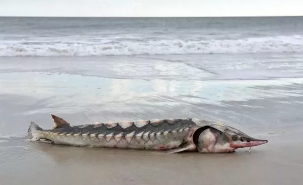 Freakish 3ft long sea 'dinosaur' with hard-plate armour found washed up on beach - Daily Star