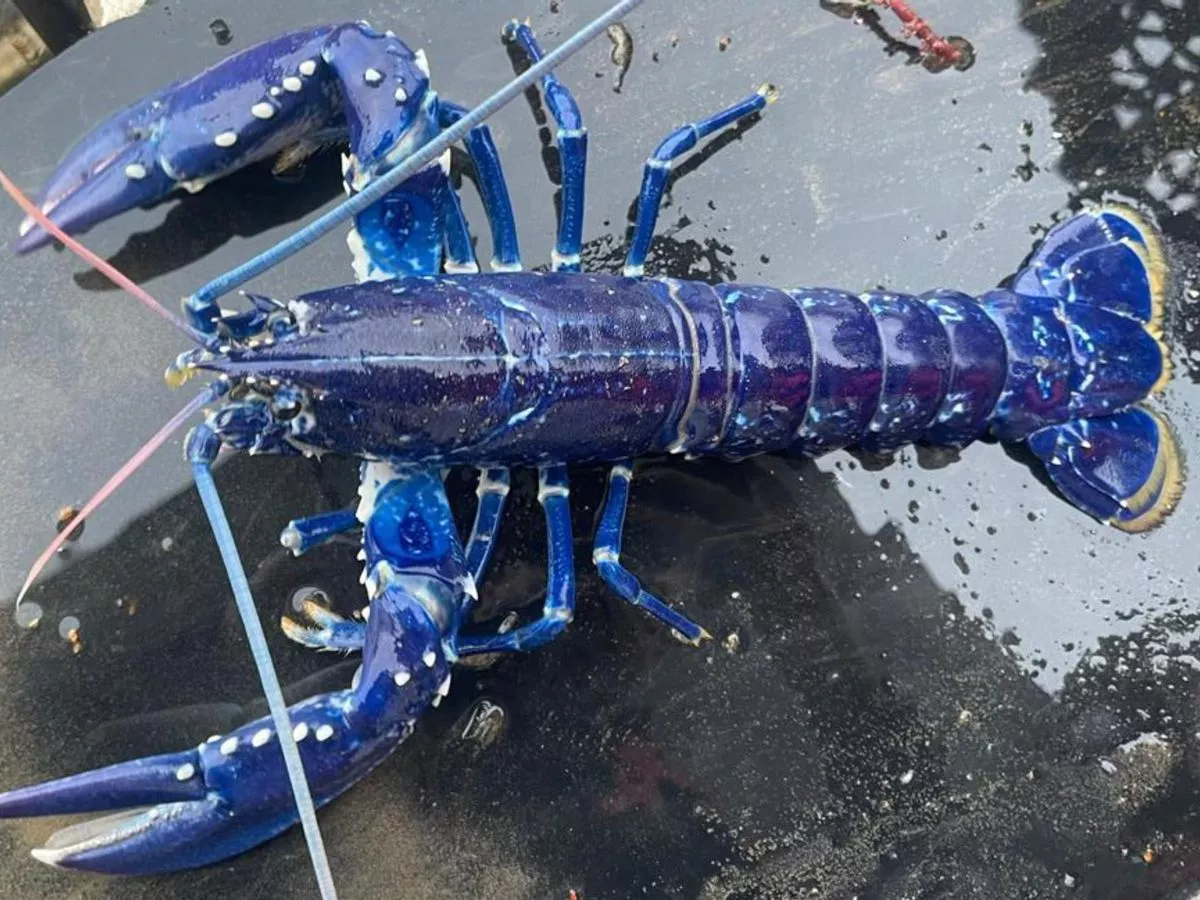 Stunned Brit fisherman catches ultra-rare blue lobster – and immediately lets it go - Daily Star