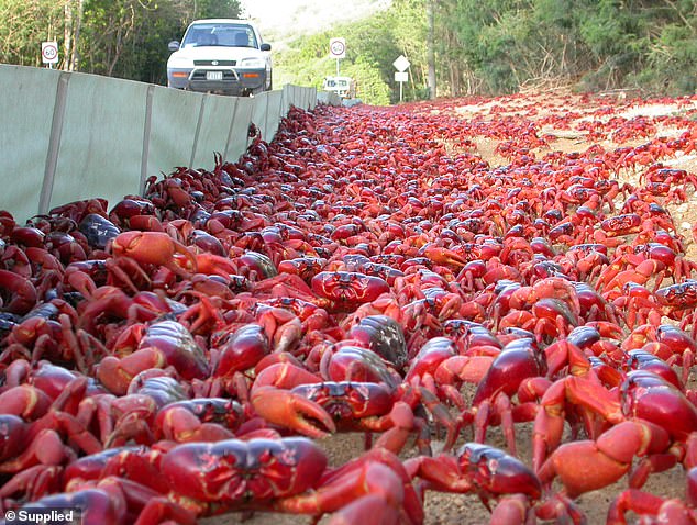 "Rojo