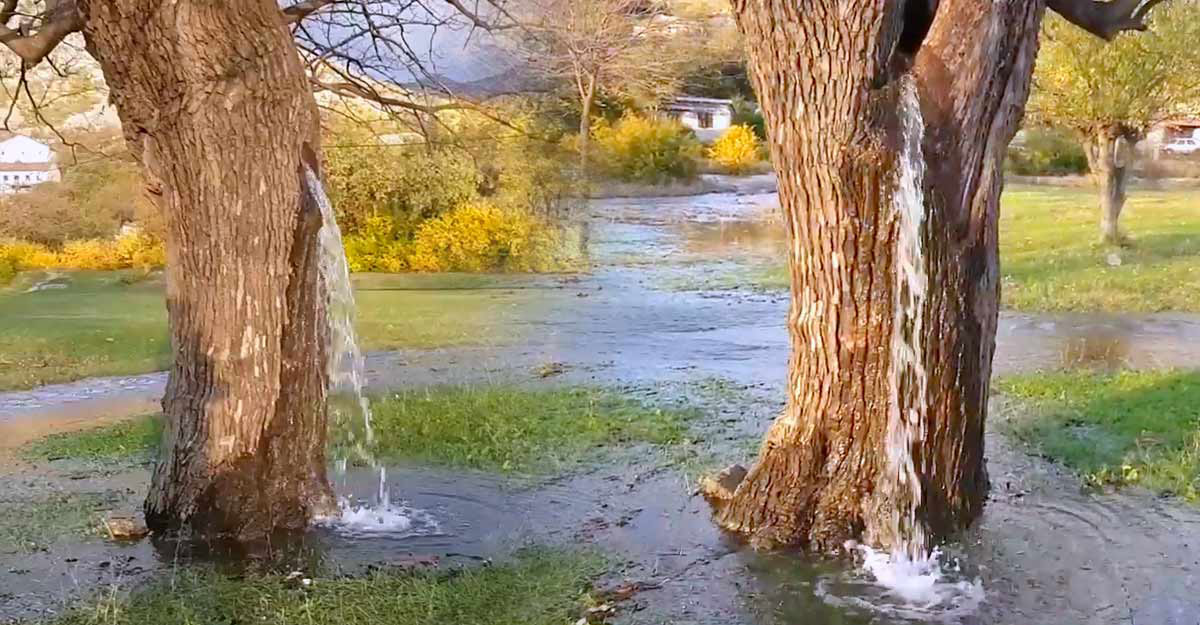 ഈ അദ്ഭുതക്കാഴ്ച ലോകത്ത് ഇവിടെ മാത്രം , മരത്തിനുള്ളില്‍ നിന്നൊരു ജലധാര | Gushing Water Tree Montenegro