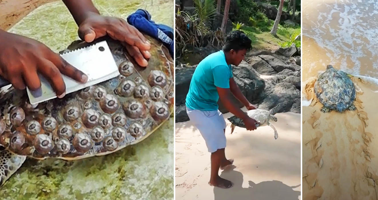 This Man Makes It His Mission To Save The Local Sea Turtles From Their Suffering