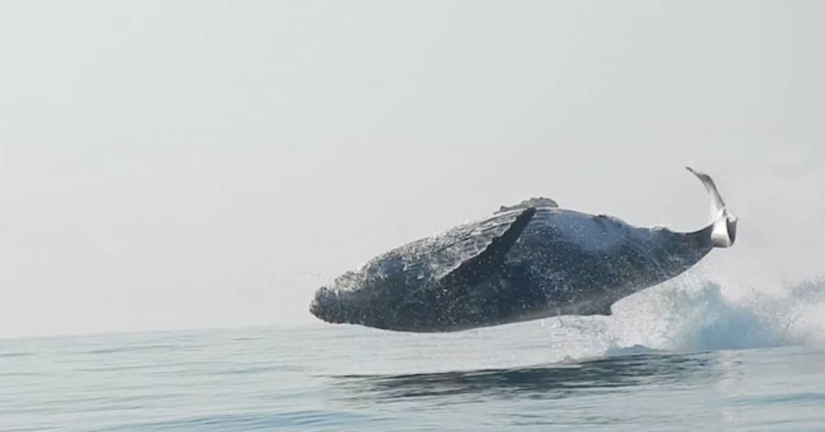 Rare Video Captures 40-Ton Whale Gleefully Leaping Fully Out of the Water | Whale, Humpback whale, Ocean mammal