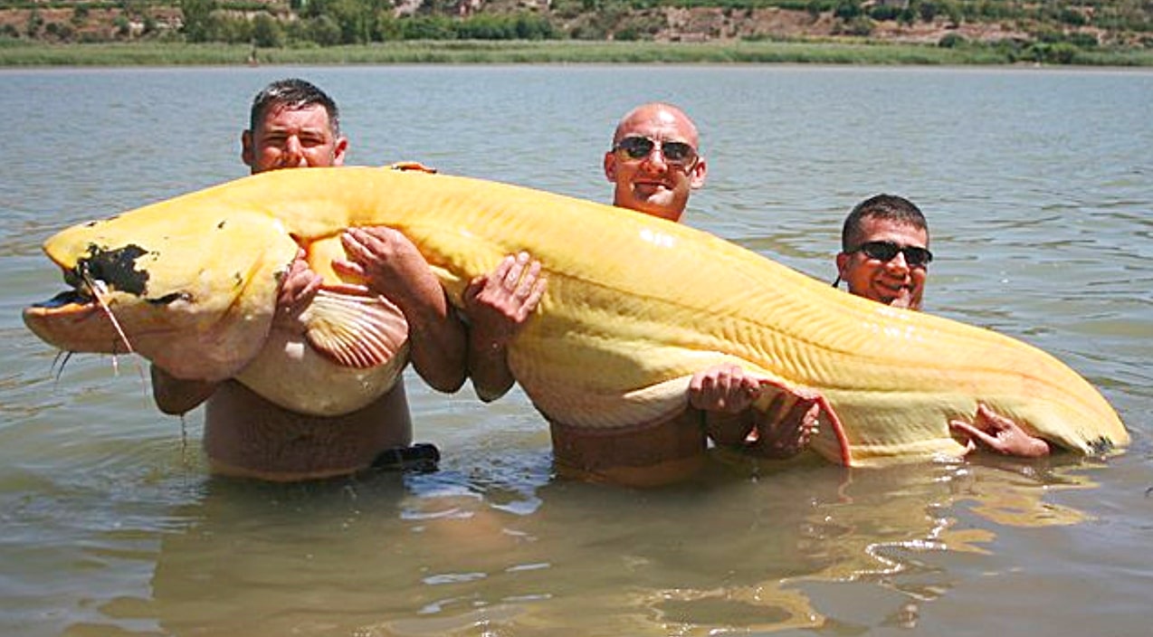 8-Foot Catch Enters World Record Books For 'Biggest Albino Catfish Ever Caught' In River Ebro