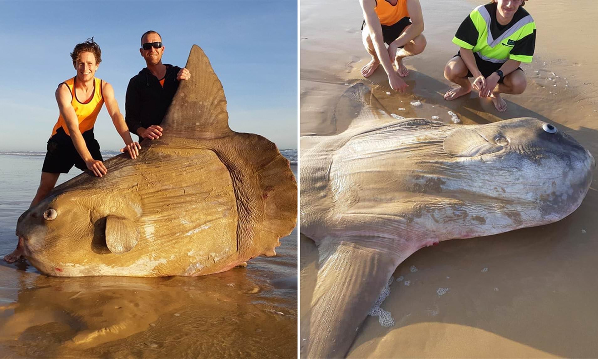 Giant sunfish is washed up on a deserted beach in South Australia | Daily Mail Online