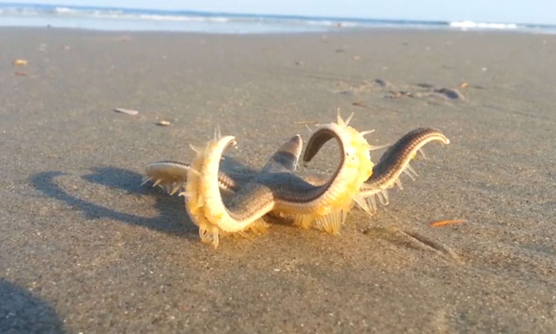 Footage shows a starfish 'walking' on a beach in Corolla | Daily Mail Online