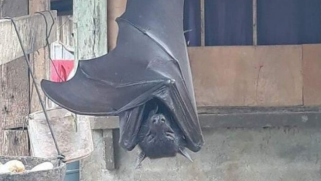 Human sized' bat in Philippines, giant golden-crowned flying fox, goes viral on Twitter | 7NEWS
