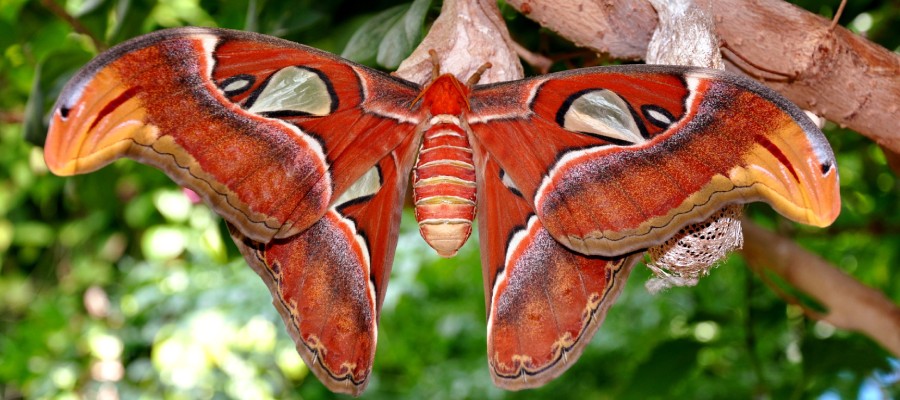 Atlas Moth Spotted in U.S. - Loyal Termite & Pest Control