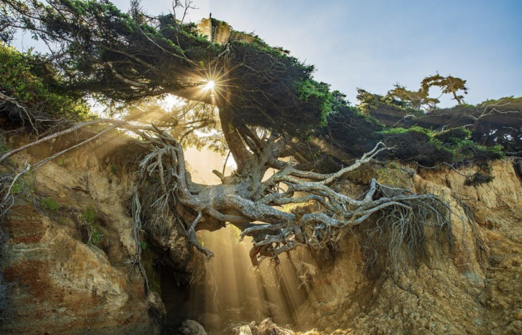 The Amazing Kalaloch Beach Tree Of Life Is An Awe-Inspiring Sight - Indie88