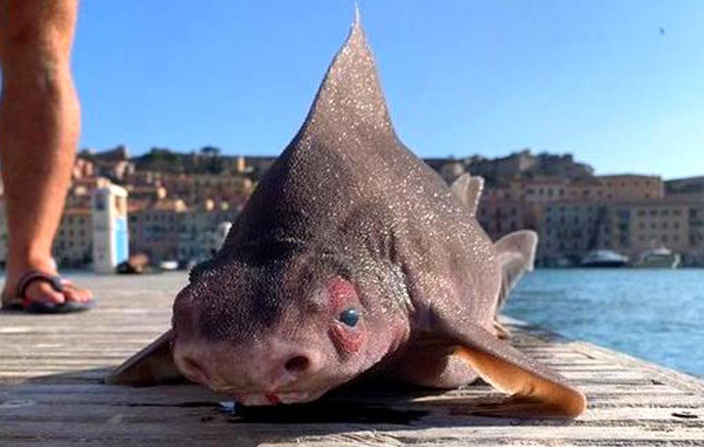 Lifeless Deep-Sea Shark With Pig-Like Face Washed Ashore in Mediterranean Beach | Nature World News