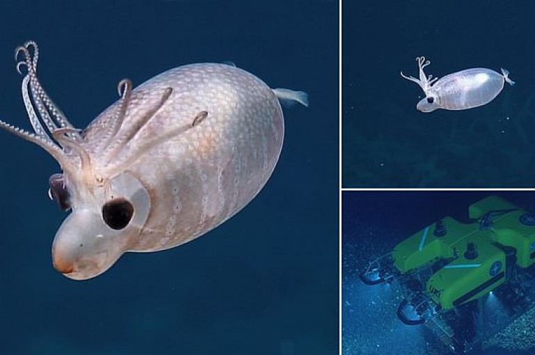 Adorable 'piglet squid' spotted 1,000 miles south of Hawaii by scientists on a deep sea expedition 4,500 feet below sea level - Armenian News - Tert.am